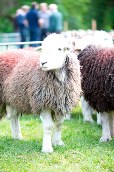 Hethersgill Field Lakeland Sheep