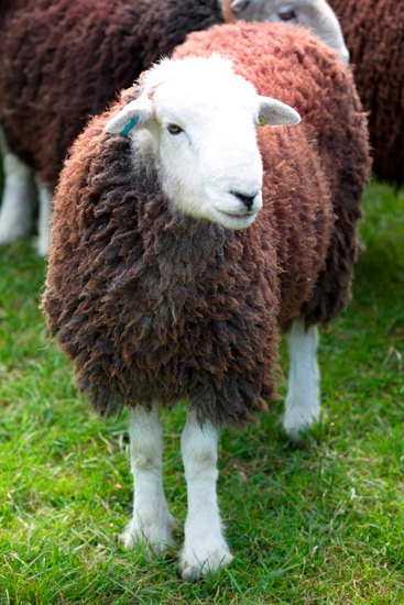 Hallbankgate Farm Lakeland Sheep