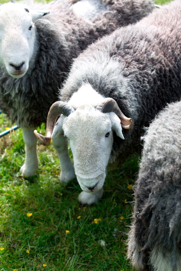 Middle Dodd Field Herdwick Sheep