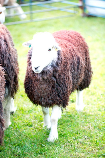 Gilcrux Valley Lakeland Sheep