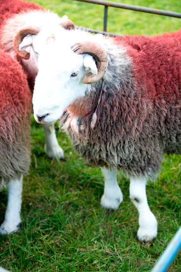 Holme Farm Lakeland Sheep