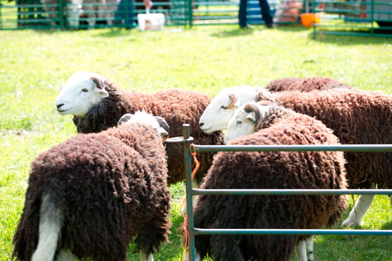 Culgaith Farm Lake district Sheep