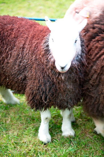 Parton Valley Herdwick Sheep