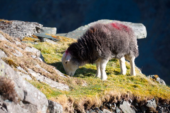 Hawkshead Valley Herdwick Sheep