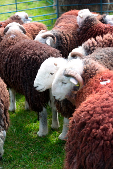 Brigflatts Herdwick Sheep