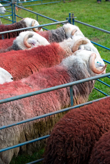 Longtown Herdwick Sheep