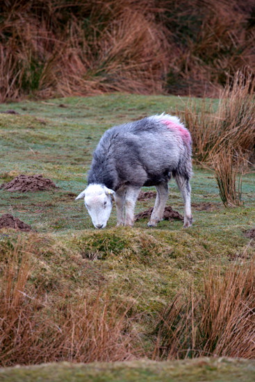 Egremont Farm Herdwick Sheep