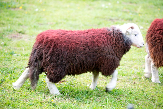 Beetham Herdwick Sheep