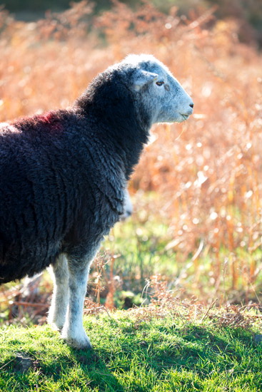Morland Lakeland Sheep