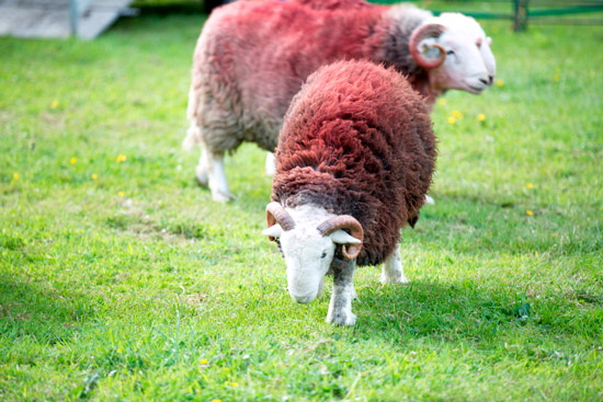Dollywaggon Pike Farm Lake district Sheep