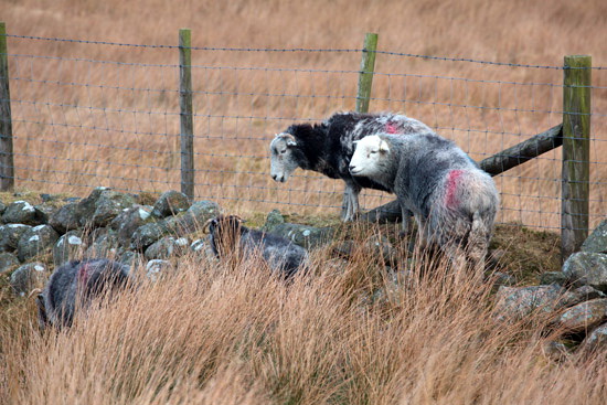 Patterdale Herdwick Sheep