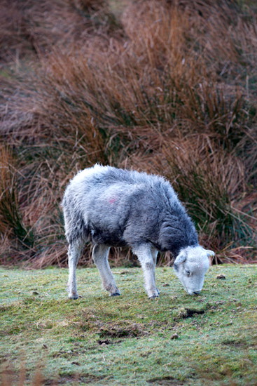 Crosby-on-Eden Lake district Sheep