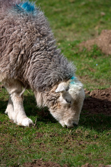 Alston Farm Lakeland Sheep