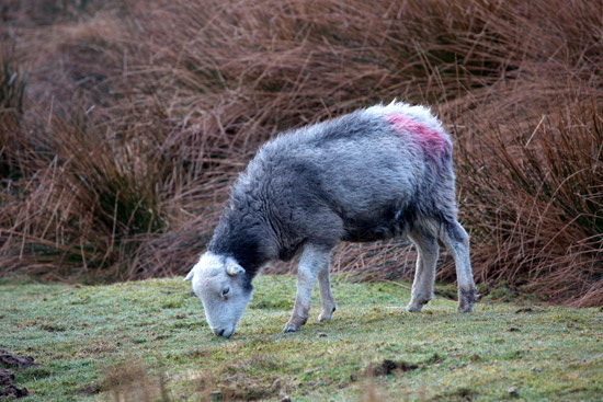 Bowscale Fell Herdwick Sheep