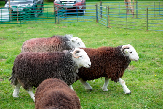 Aspatria Field Lakeland Sheep