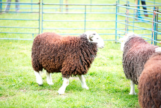 Monkhill Farm Lakeland Sheep