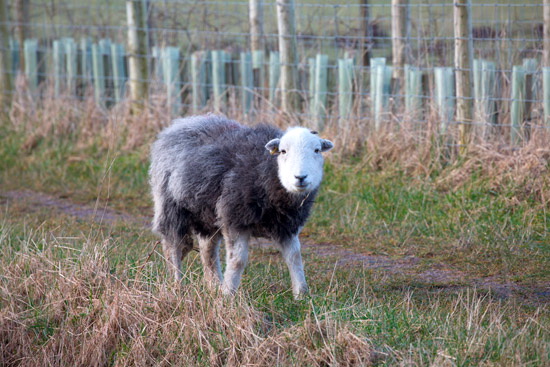 Penrith Valley Lake district Sheep