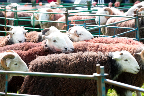 Storth Farm Lakeland Sheep