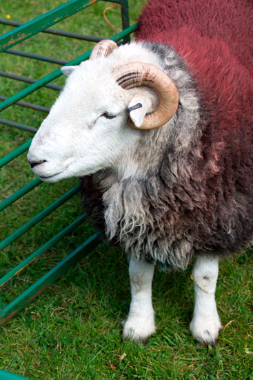 Barrow Lake district Sheep