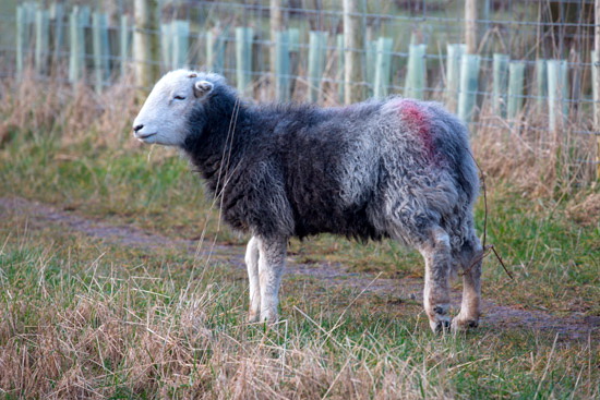 Old Hutton Field Herdwick Sheep