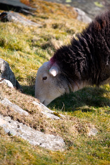 Sandside Field Lakeland Sheep