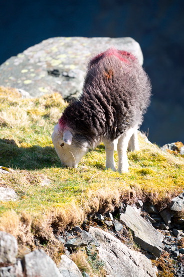 Bowfell Field Herdwick Sheep