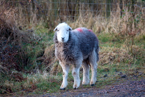 Allithwaite Farm Lakeland Sheep
