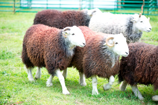 Roosebeck Lake district Sheep