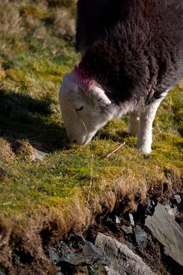 Bonscale Pike Field Lake district Sheep