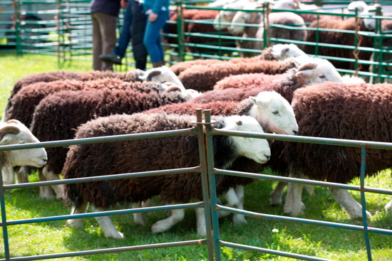 Troutbeck (Penrith) Farm Lake district Sheep