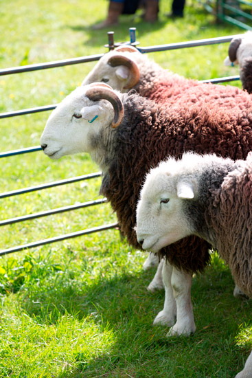 Loughrigg Fell Lake district Sheep