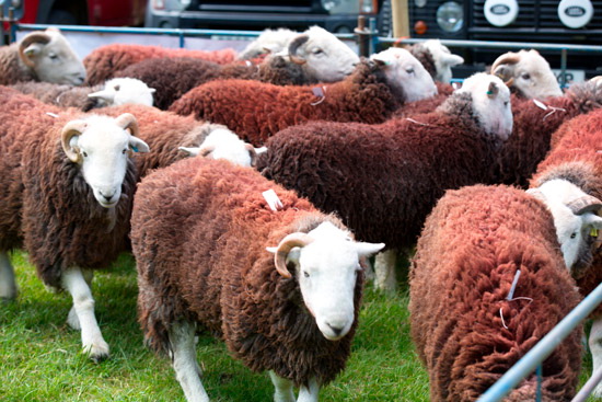 Dockray Farm Lake district Sheep