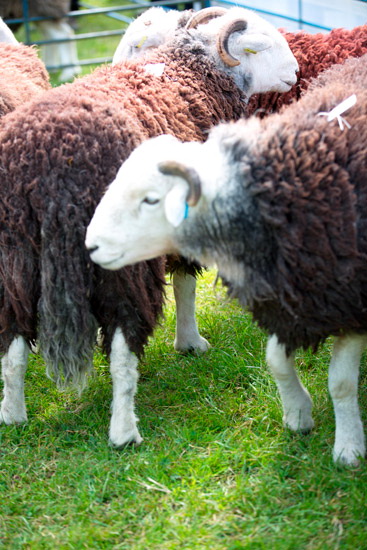 Scoat Fell Lakeland Sheep
