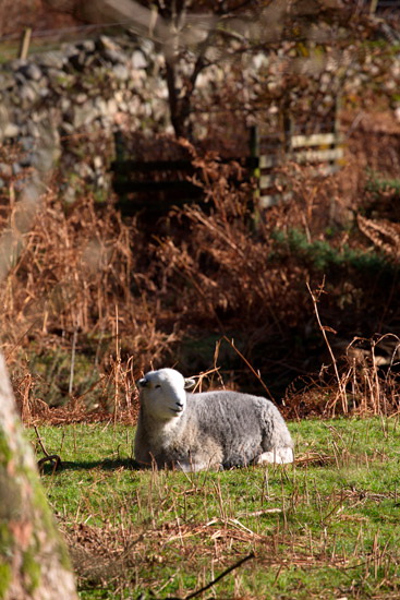 Arnside Field Lakeland Sheep