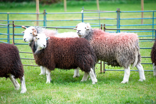 Brough Lakeland Sheep