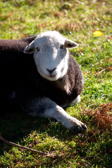 Blackford Farm Lake district Sheep