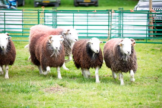 Broughton Valley Herdwick Sheep