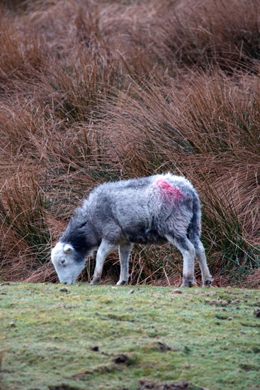 Millbeck (Keswick) Lake district Sheep