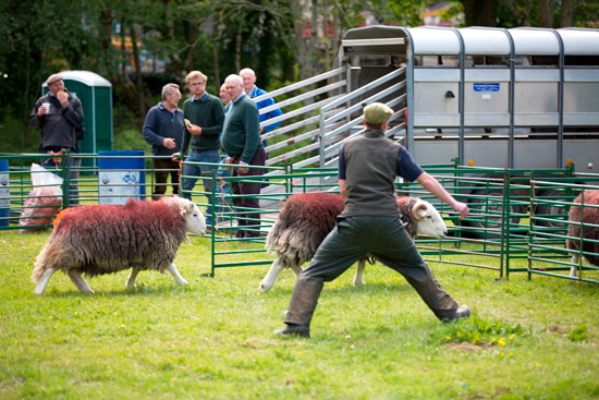 Rosthwaite Fell Farm Lakeland Sheep