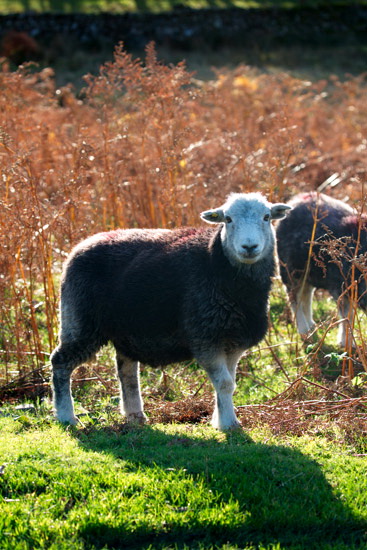 Wetherlam Farm Lake district Sheep