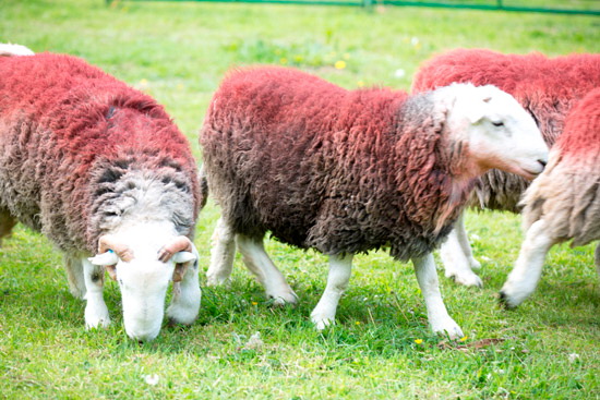 Braithwaite Field Lakeland Sheep