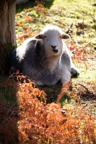 Rosthwaite Fell Valley Lakeland Sheep