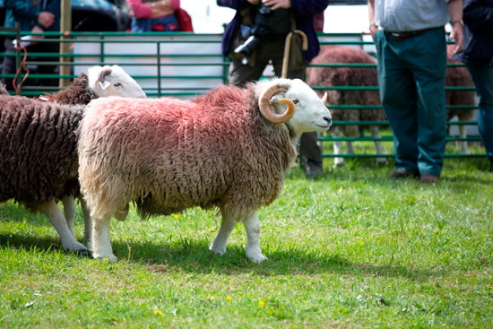 Dollywaggon Pike Herdwick Sheep