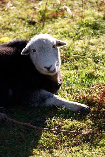 Selside Farm Lakeland Sheep