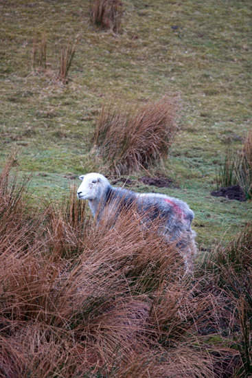 Mealsgate Valley Lakeland Sheep