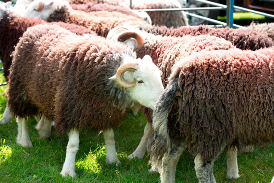 Barrow-In-Furness Field Lakeland Sheep