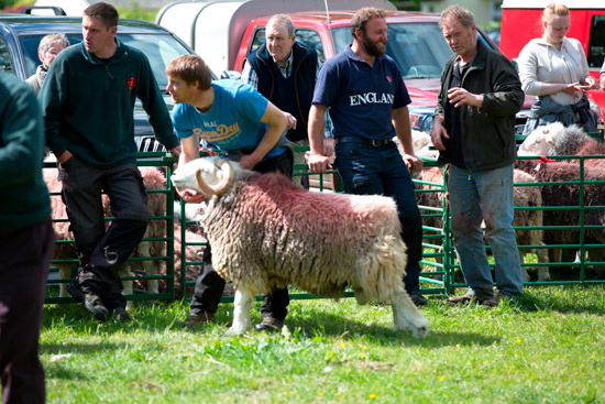 Ravenglass Farm Lakeland Sheep