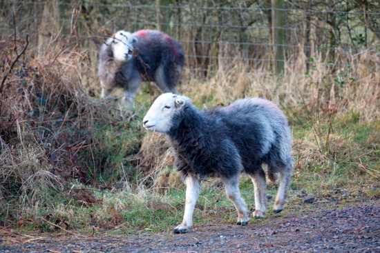 Brampton (Carlisle) Valley Herdwick Sheep