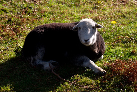 Wythop Mill Field Lake district Sheep
