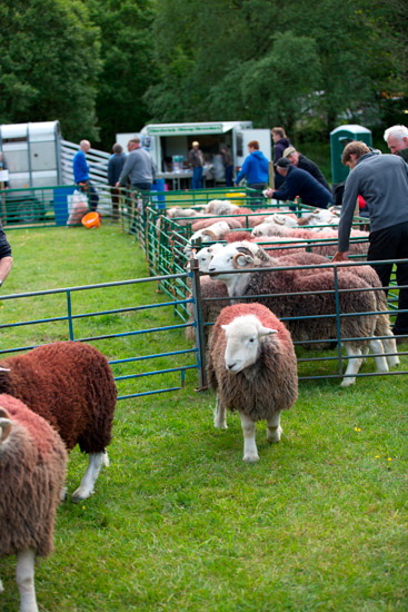 Windermere Farm Lakeland Sheep